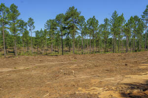 LOT 2 BLUFFWOOD ROAD, WAGENER, SC 29164, photo 5 of 9