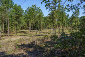 LOT 2 BLUFFWOOD ROAD, WAGENER, SC 29164, photo 3 of 9