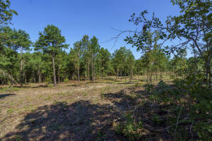 LOT 2 BLUFFWOOD ROAD, WAGENER, SC 29164, photo 2 of 9