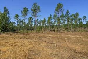 LOT 2 BLUFFWOOD ROAD, WAGENER, SC 29164, photo 4 of 9